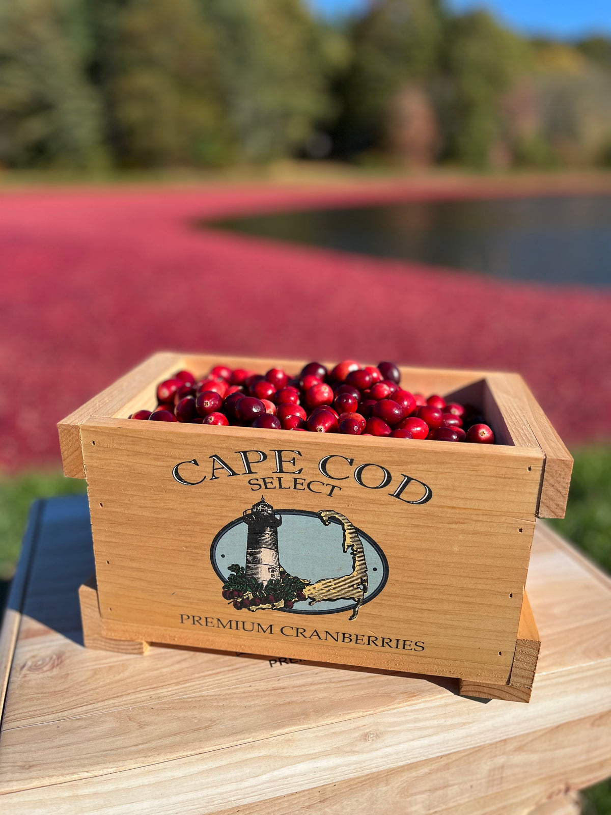 Wooden Keepsake Box with Fresh Cranberries | Cape Cod Select
